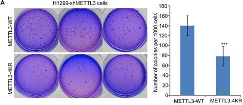 Soft Agar Colony Formation Assay 